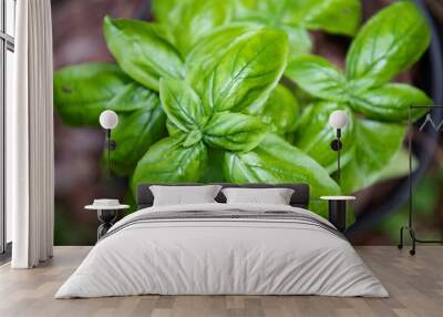 Basil plant Wall mural