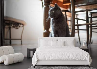 grey cat sitting Wall mural