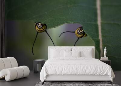 two monarch caterpillars on milkweed Wall mural