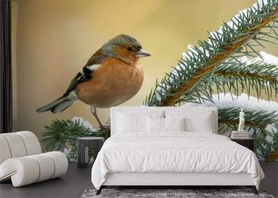 Chaffinch perched on a branch Wall mural