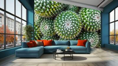 Closeup topview of golden barrel cactus cluster Wall mural