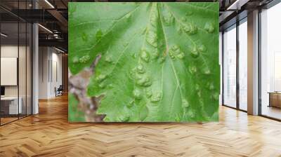 Close-up of vine or grape leaves damaged by galls in the vineyard Wall mural