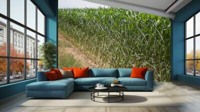 Corn field damaged by drought in Northern Italy. Agricultural field on summer season Wall mural