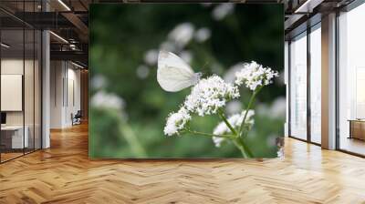 european large cabbage white butterfly feeding on a white flower. pieris brassicae Wall mural