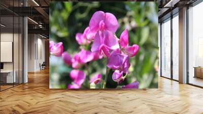 Sweet pea plant with bright pink flowers. Lathyrus odoratus in bloom on summer Wall mural