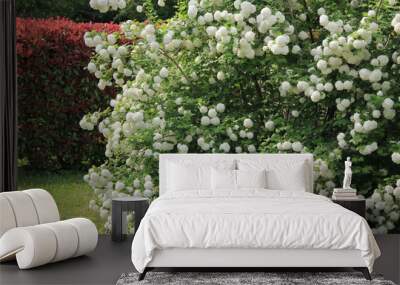 Viburnum opulus with many white flowers against a Photinia hedge on springtime. Snowball bush in the garden on a sunny day
 Wall mural