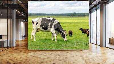 Black and white Dutch cow walking and eating grass on the green meadow with a group of sheeps on the side, Open farm with dairy cattle on the field in countryside farm, Netherlands. Wall mural