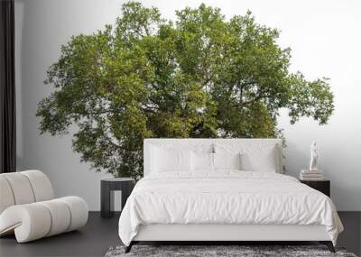 Green tree isolated on transparent background with clipping path and alpha channel. Wall mural