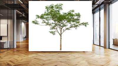 Green tree isolated on transparent background with clipping path and alpha channel. Wall mural