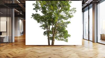 Green tree isolated on transparent background with clipping path and alpha channel. Wall mural