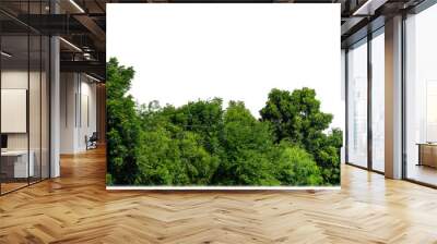 Green Trees on transparent background. are Forest and foliage in summer for both printing and web pages with cut path and alpha channel Wall mural