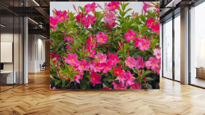 Selective focus of red pink flowers Rocktrumpet with green leaves in garden, Mandevilla is a genus of tropical and subtropical flowering vines belonging to the family Apocynaceae, Natural background. Wall mural