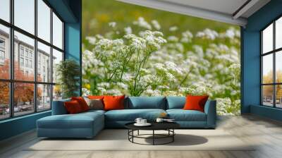 Selective focus of white flowers Cow Parsley in spring, Anthriscus sylvestris, Wild chervil or keck is a herbaceous biennial or short-lived perennial plant in the family Apiaceae, Natural background. Wall mural