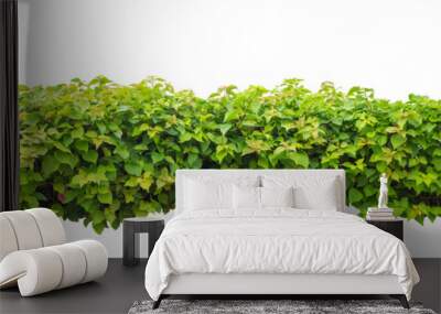 Shrubs isolated on transparent background with clipping path and alpha channel Wall mural