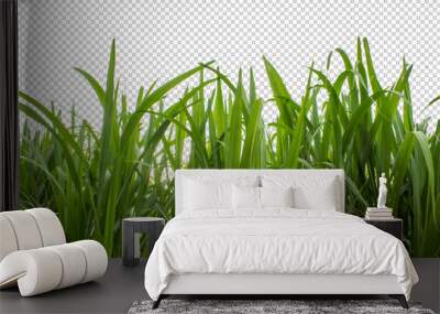 sugar cane on transparent picture background with clipping path Wall mural