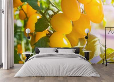 Close up yellow cherry tomato growing in field plant agriculture farm. Wall mural