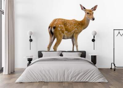 baby deer isolated in white background Wall mural