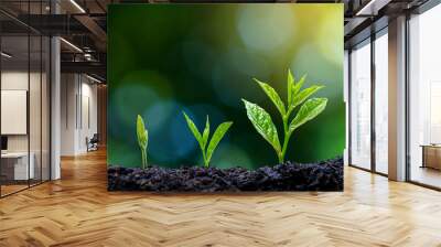 Development of seedling growth Planting seedlings young plant in the morning light on nature background Wall mural