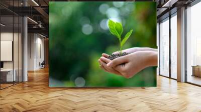 environment earth day in the hands of trees growing seedlings. bokeh green background female hand ho Wall mural