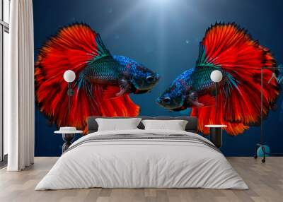 Fighting fish Red blue Light background with bokeh Wall mural