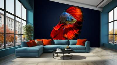 Fish bite  fighting fish Red Dark blue background Wall mural