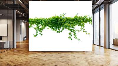 leaf vine Isolate on transparent background PNG file Wall mural