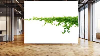 leaf vine Isolate on transparent background PNG file Wall mural