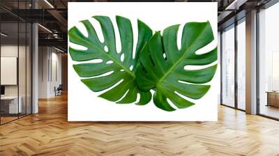 Monstera leaves leaves with Isolate  Leaves on transparent background PNG file  Wall mural