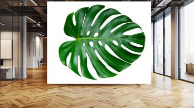 Monstera leaves leaves with Isolate on white background Leaves on white Wall mural