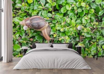 Top view of Snail in green garden Wall mural