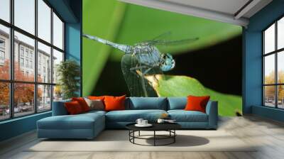 A dragonfly on leaf Wall mural