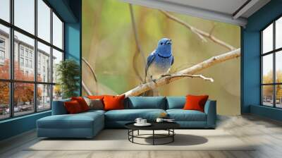 The Black-naped Monarch on a branch in nature Wall mural