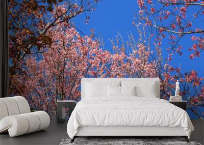 The Pink cherry blossom blooming on the mountain of Thailand. Wall mural