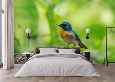 Tickell's Blue Flycatcher  on ground Wall mural