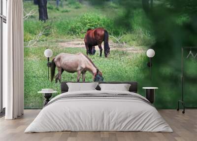 two horses grazing in a meadow Wall mural