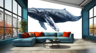 majestic blue whale the largest animal isolated on white background. animal wild life for designer ads Wall mural