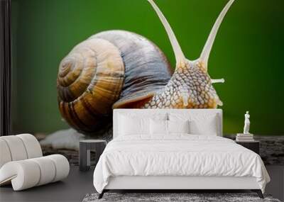 snail on a leaf Wall mural