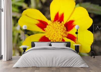 yellow flower in the garden Wall mural