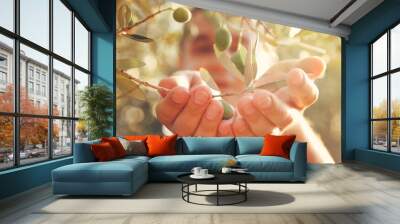 Olives harvest Wall mural