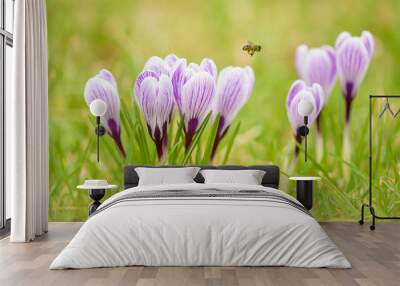 Crocus flowers in green garden Wall mural