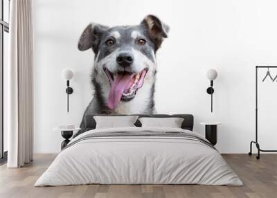 Funny dog isolated on  white Wall mural