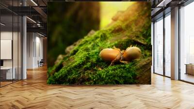 Hazelnuts on a mossy ground Wall mural