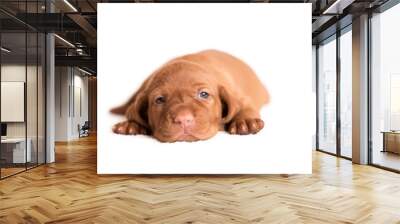 Hungarian Vizsla dog on the white background Wall mural