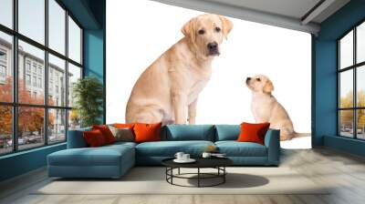 Labrador puppy and his parent isolated on white background Wall mural