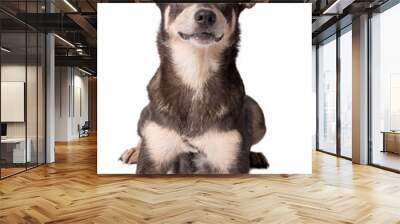 Portrait photo of an adorable mongrel dog isolated on white Wall mural