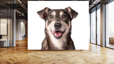 Portrait photo of an adorable mongrel dog isolated on white Wall mural