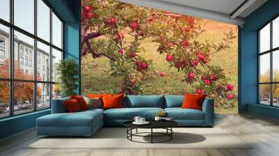 Ripe, red apples on the apple tree in the garden Wall mural