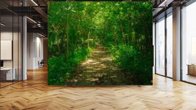 path in the forest Wall mural