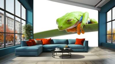 frog is watching Wall mural