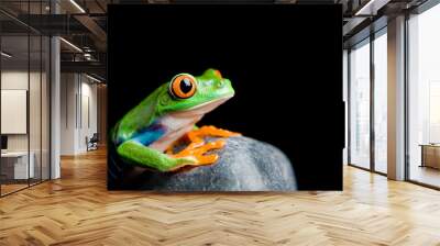 red-eyed tree frog on a rock isolated Wall mural